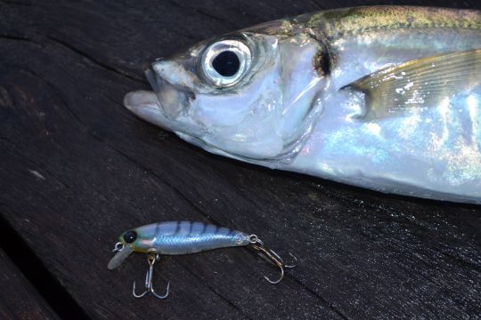 Light fishing for horse mackerel, small lures and a special approach