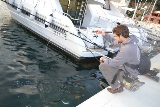 Le chinchard est un redoutable petit combatant