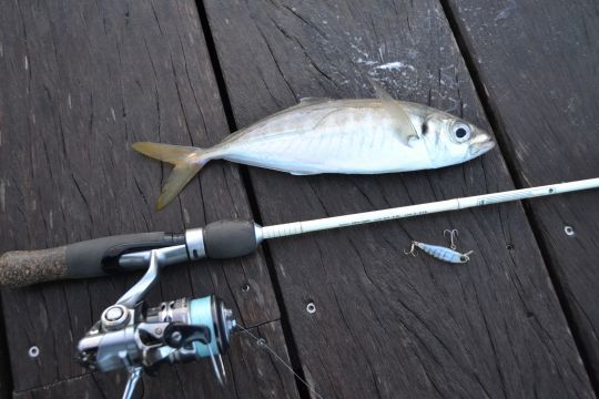 Japanese-style horse mackerel fishing: the importance of a full tip!