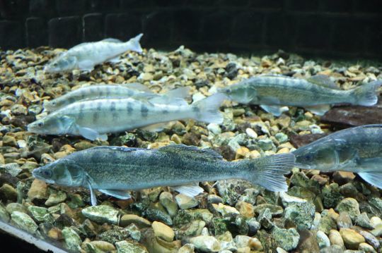 Discover the fish of the Loire at the Grand Aquarium de Touraine!