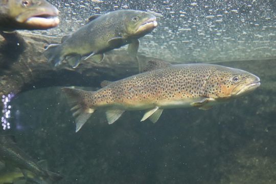 La truite fario colonise les secteurs amont de la Loire.