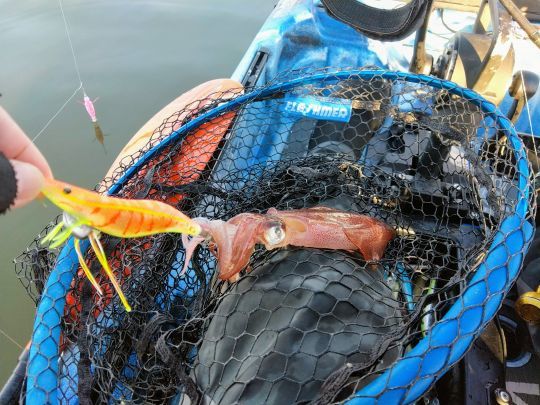 Test concluant sur les calamars