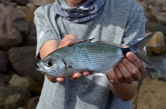 L'oblade, un poisson très présent en Méditerranée