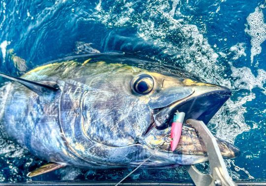 Shock leader Varivas Nylon, for bluefin tuna lure fishing