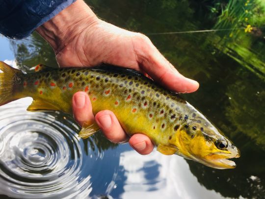 Prendre sa première truite à la mouche à l'ouverture se mérite, mais en adaptant et affinant sa pêche il est possible de vraiment bien démarrer la saison!