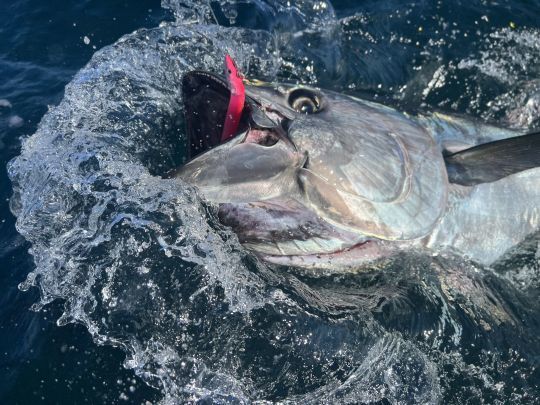 Leurres Fiiish Crazy Sand Eel No.1 - 10cm, 3g, Couleur Pearl Blue - Pour Pêche Sportive Leurres Souples