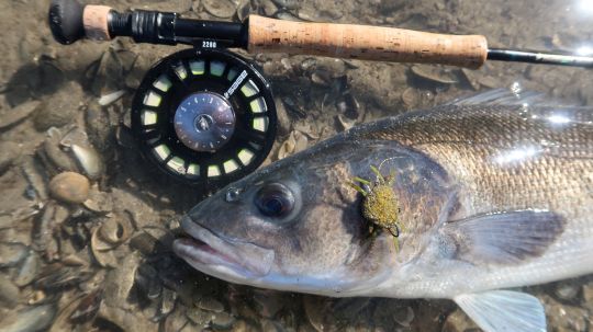 Learn or improve fly-fishing for sea bass on video