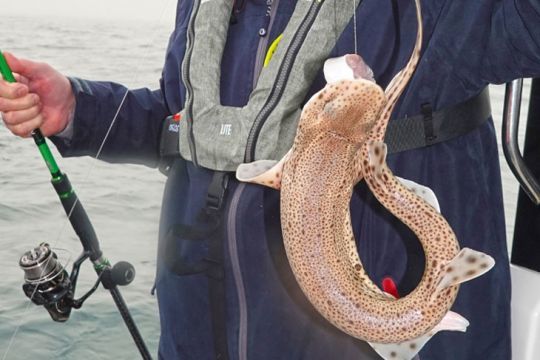 Une roussette prise au tenya sur un morceau de maquereau frais