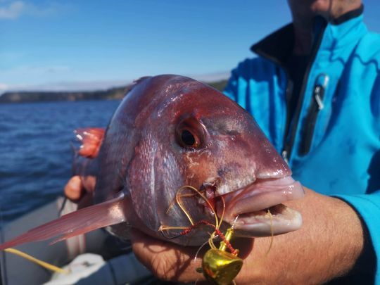 Une technique de pêche efficace sur le pagre