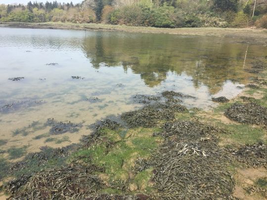 Pêche du bar sur les flats bretons