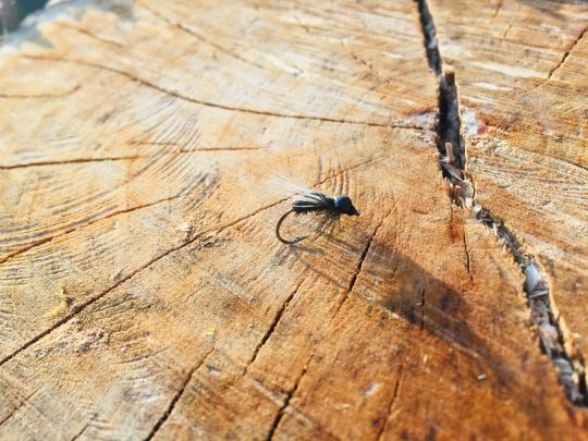 Ne pas oublier les fourmis car les truites en raffolent!