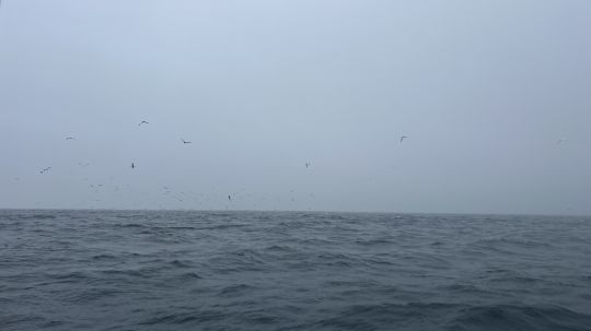 Suivre les oiseaux s'avère être une stratégie souvent payante.