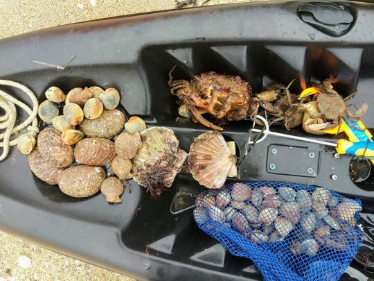 De nombreux coquillages