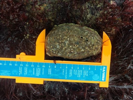 Encourageant pour les ormeaux