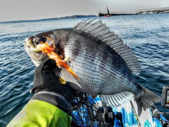 De belles dorades grises