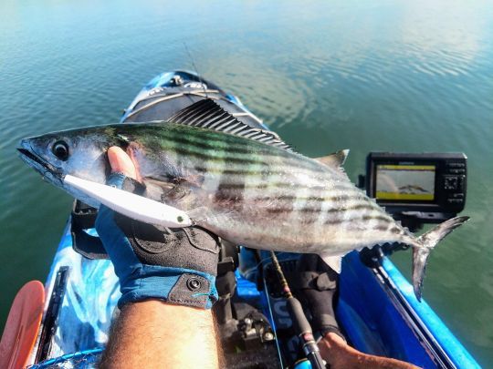 De nombreuses bonites