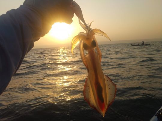 Les calamars sont toujours là