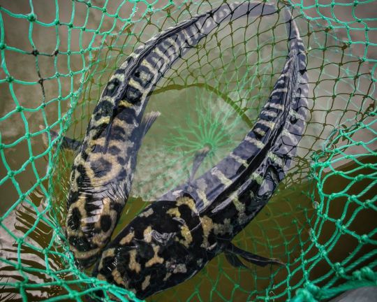 Des poissons serpentiformes taillés pour le combat