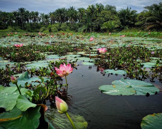 Le territoire du Giant Snakehead