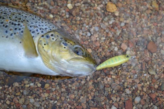 Les petits poissons nageurs suspending sont trÃ¨s efficaces dans les petits milieux