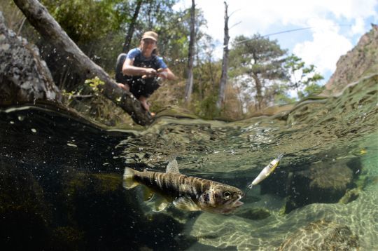 Les petits poissons nageurs sont indispensable en Ã©tÃ© dans les ruisseaux