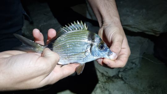 Le sar se pêche aussi de nuit