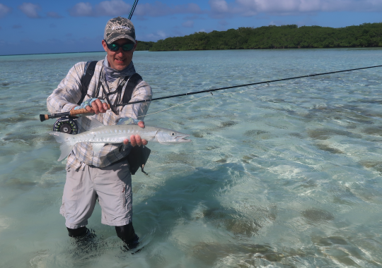 Petit barracuda pris avec une canne à bonefish