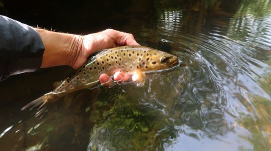 Les truites répondent bien en noyée et pas qu'en début de saison!