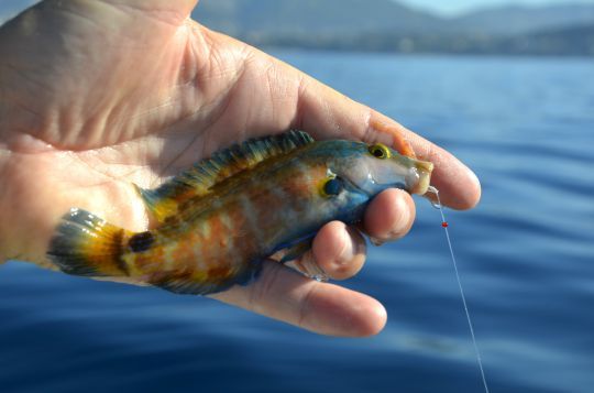 Un joli crénilabre méditerranéen