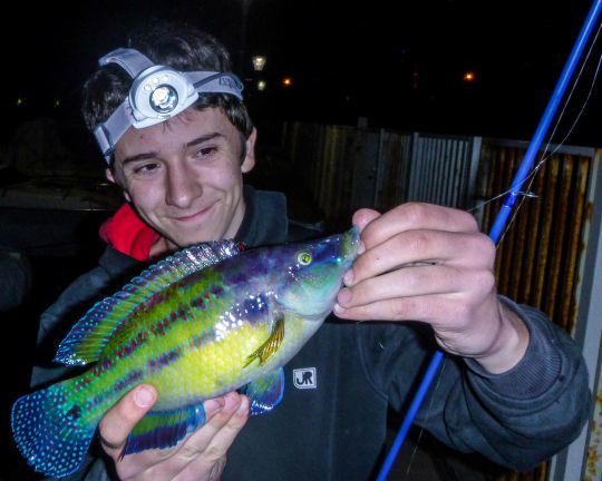 Un joli labre pris en rockfishing