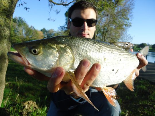 Un aspe leurré au Illex Tiny Fry 38!