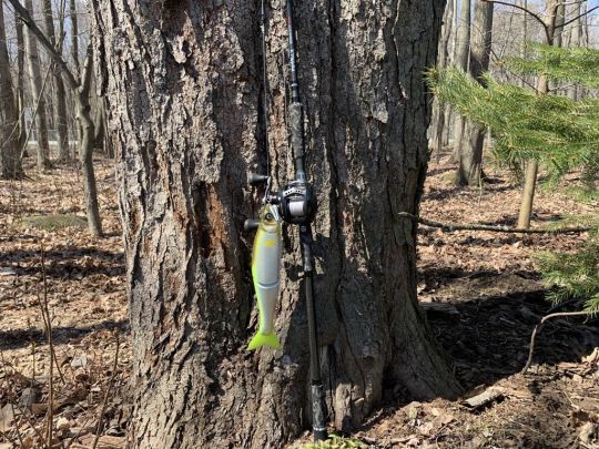 La canne possède une grande puissance !