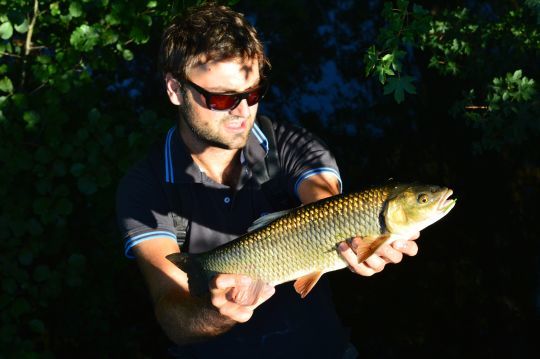Le chevaine est un poisson indissociable du street fishing
