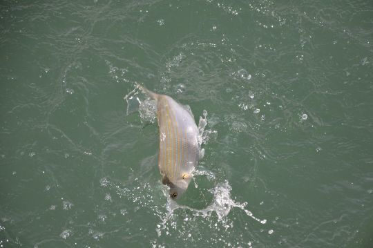 La saupe, un poisson qui offre de jolis combats