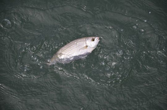 Les saupes sont nombreuses près des côtes