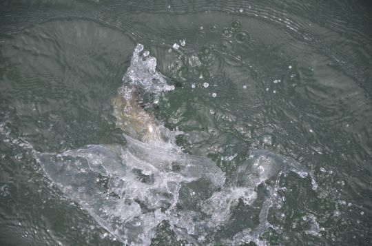 Pêcher sur ligne fine et s'offrir de jolis moments