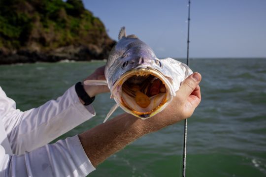 Un trésor naturel de Guyane