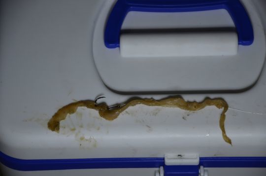 Un appât aussi efficace de nuit