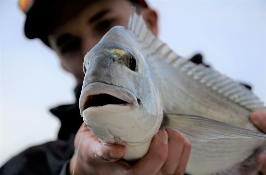 La daurade royale apprécie cet appât