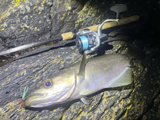 La gamme des Stradic de Shimano propose un excellent rapport qualité-prix. Plusieurs de mes cannes en sont équipées depuis de nombreuses saisons.