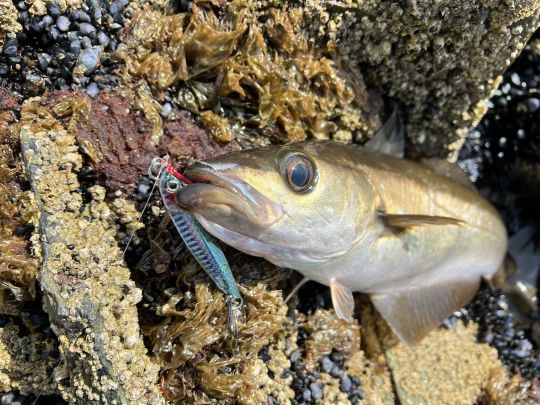 Le jig est un leurre qui fonctionne tout le temps face à des poissons actifs