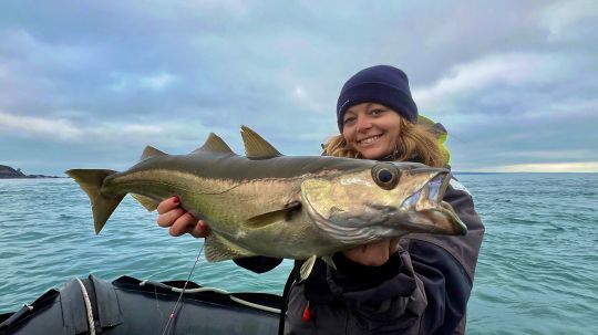 Depuis le bord, il est compliqué de réussir à piquer de très jolis spécimens de lieus jaunes. La pêche en bateau est privilégiée pour cette espèce, notamment en se rendant sur les zones profondes.