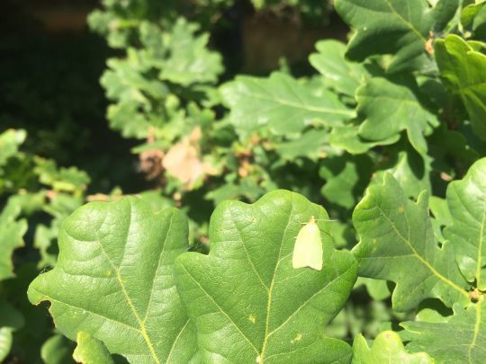 Le papillon issue de la chenille du chêne, une proie que les truites guettent à la bonne saison