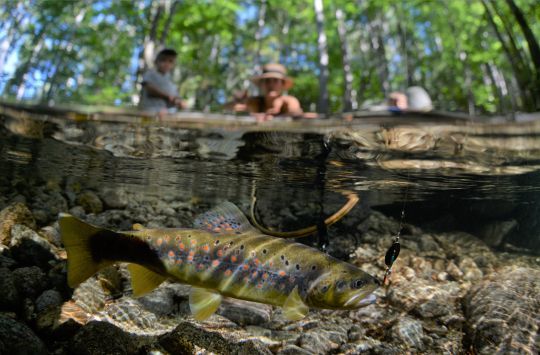La pêche à l'ultra léger est indissociable des petits leurres métalliques