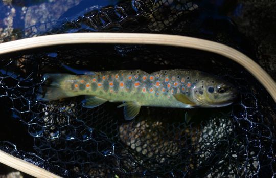 La pêche à l'ultra léger en torrent permet de trouver de jolies petites truites en altitude