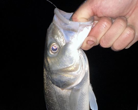 Une pêche pleine de sensations