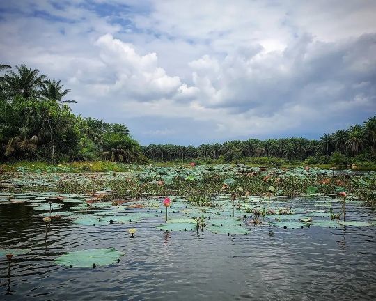 Prospecter les tapis de végétations aquatiques