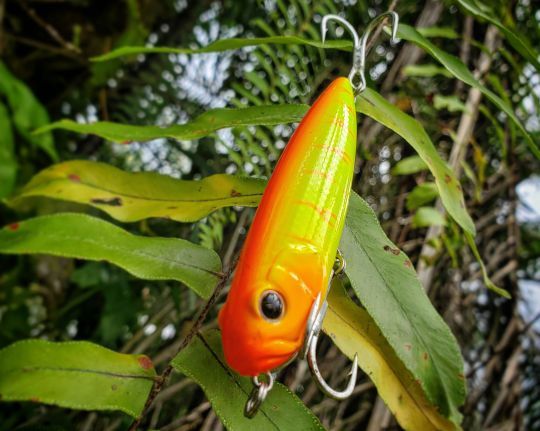 Une pêche au leurre de surface