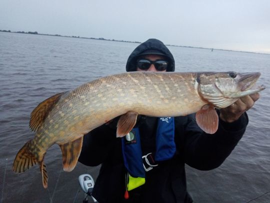 Les polders renferment de jolis brochets