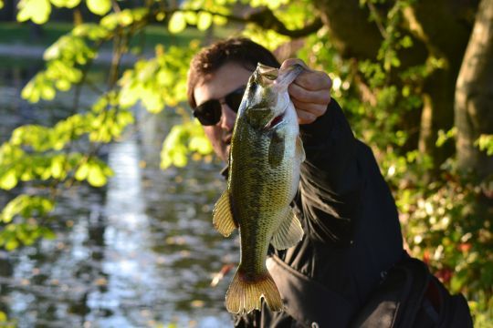 Les black-bass sont très friand des imitations de vers